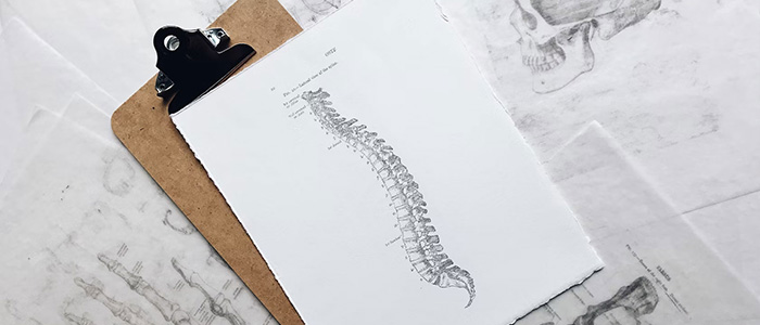 A photo of a sketch of a spine.